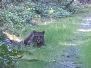 The kitty on the walking road.