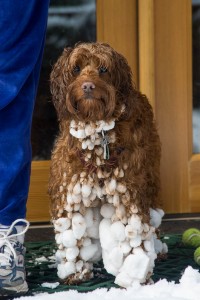 snow on bailey