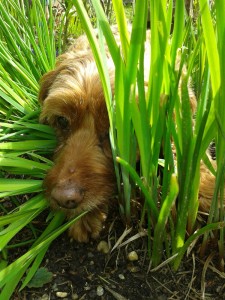 I'm Jungle Dog