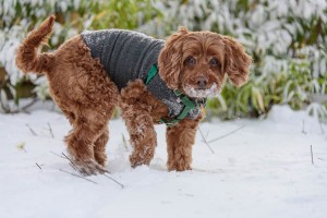 bailey dog in her thundershirt