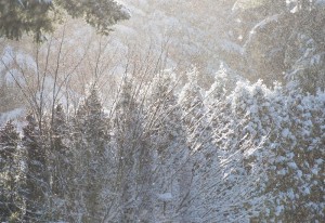 backlit windblown snow and trees