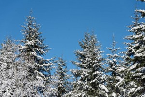 snowy trees