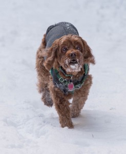 baiely dog walking in the snow