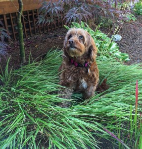 bailey in her front yard